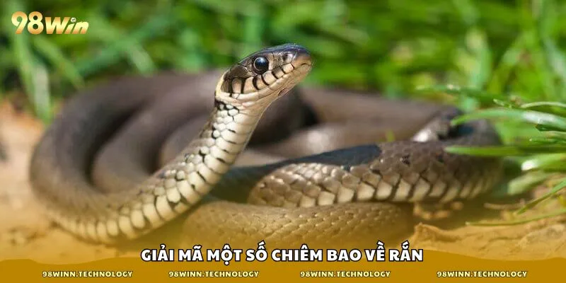Giải mã một số chiêm bao về rắn