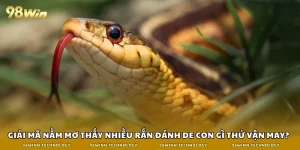 nằm mơ thấy nhiều rắn đánh de con gì