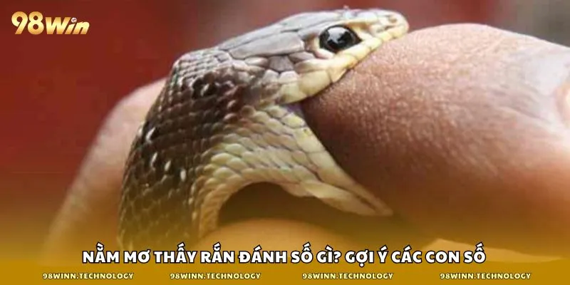 Nằm mơ thấy rắn đánh số gì? Gợi ý các con số